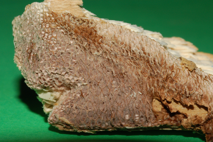 Poroide resupinato su tagliere (Datronia mollis)